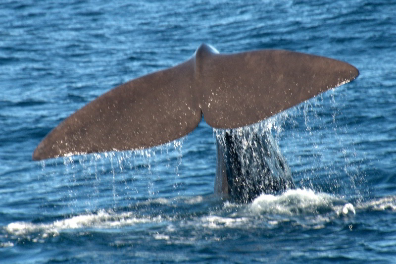 Walflosse kommt aus dem Meer